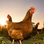 pastured-chickens
