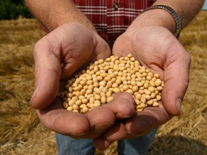 GMO soybeans